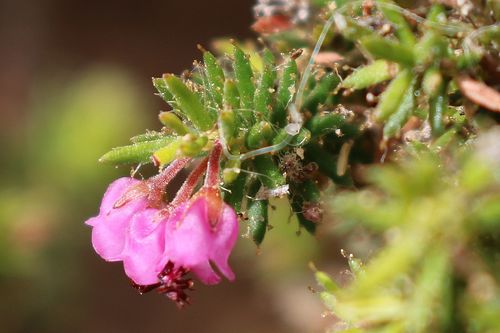 Erica strigosa