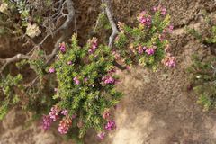 Erica strigosa