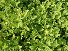 Grangea maderaspatana