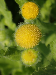 Grangea maderaspatana