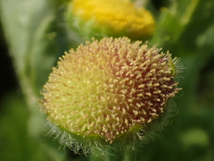 Grangea maderaspatana