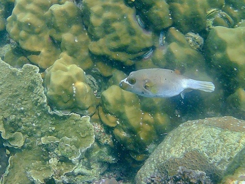 Arothron nigropunctatus