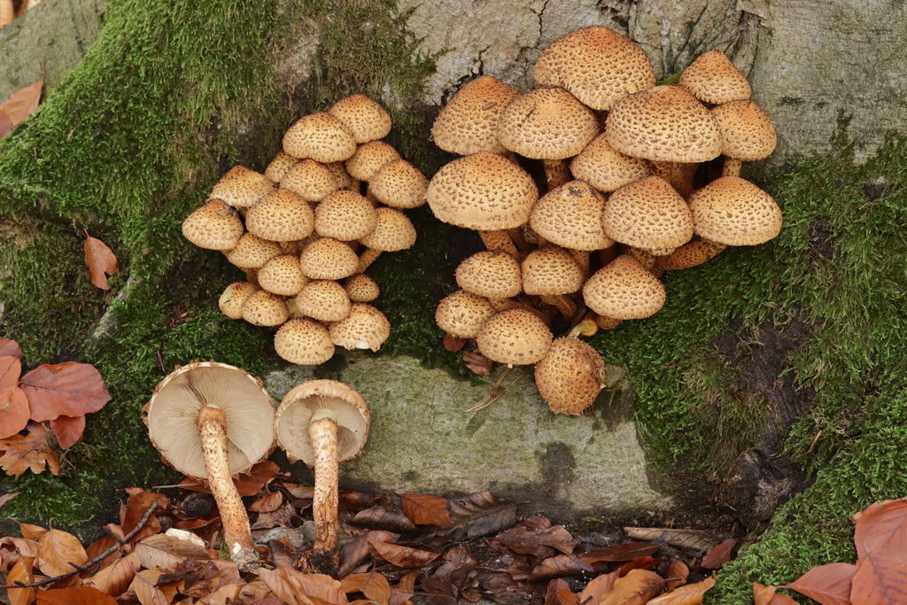 Pholiota squarrosa · November 2025 · photo: © bjoerns (iNaturalist, cc-by)