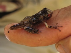 Osteocephalus mimeticus