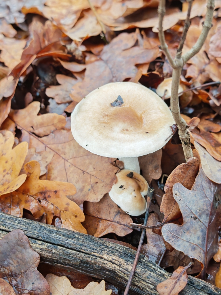 Hygrophorus arbustivus · November 2025 · photo: © p_andrey (iNaturalist, cc-by-nc)