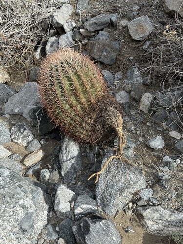 iNaturalist observation photo of California Barrel Cactus