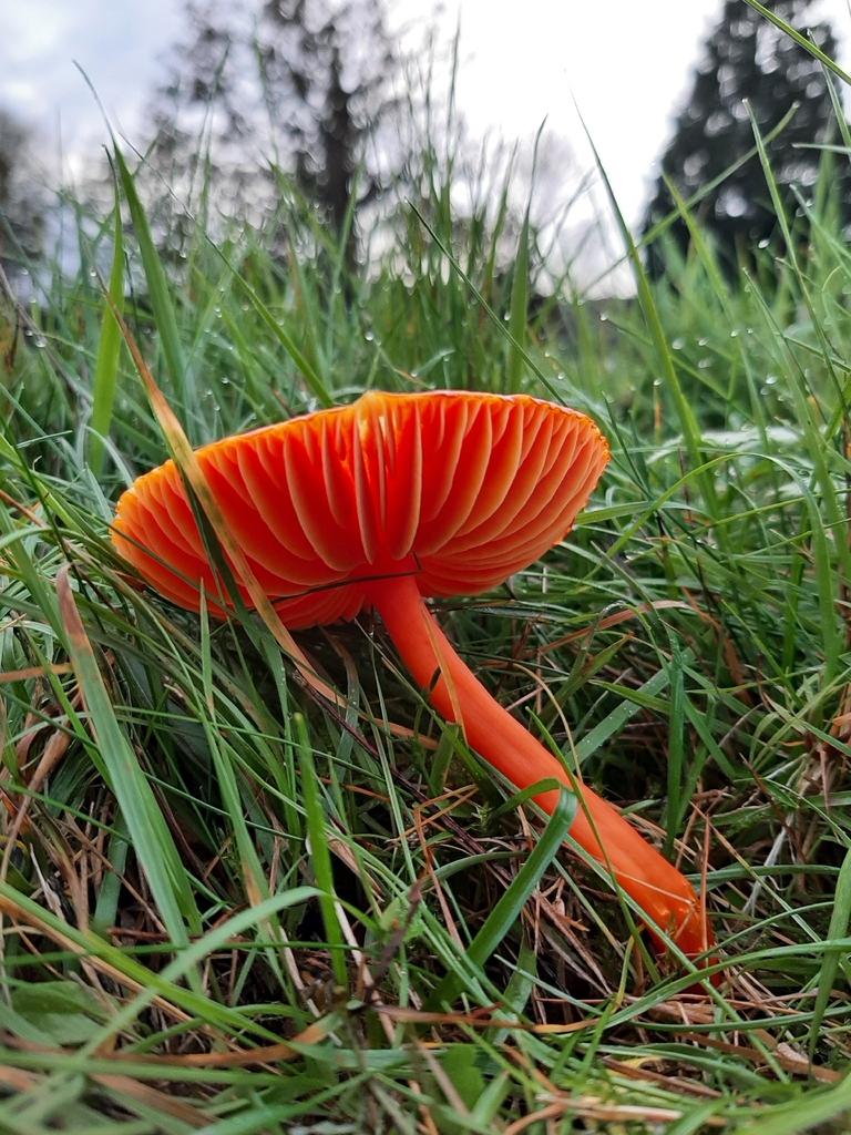 Hygrocybe coccinea · November 2025 · photo: © janetav (iNaturalist, cc-by)