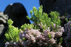 Erica caterviflora