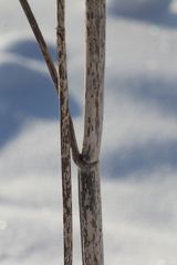 Chaerophyllum prescottii