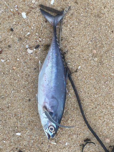 Trevally