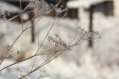 Chaerophyllum prescottii
