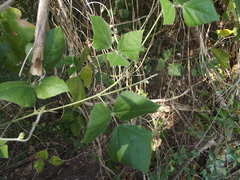 Rhynchosia precatoria