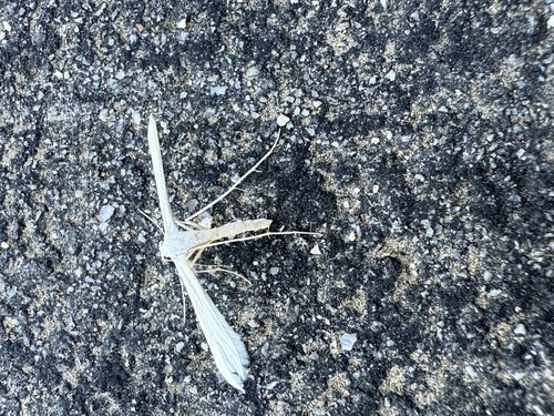 iNaturalist observation photo of Pterophorinae