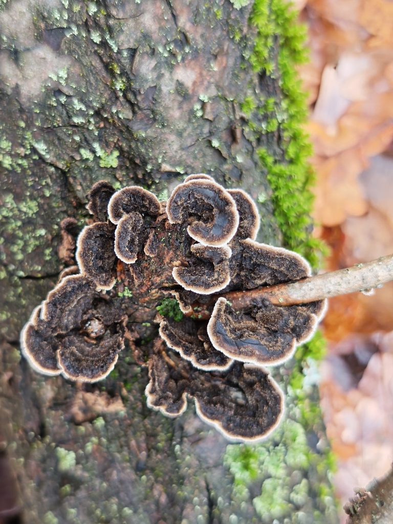 Porostereum spadiceum · November 2025 · photo: © p_andrey (iNaturalist, cc-by-nc)