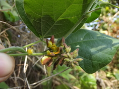 Rhynchosia precatoria