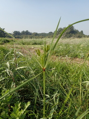 Cyperus imbricatus