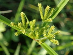 Cyperus imbricatus