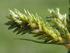Cyperus imbricatus