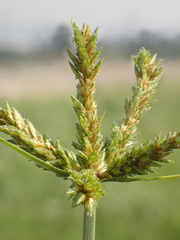 Cyperus imbricatus