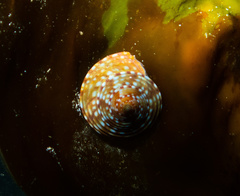 Calliostoma