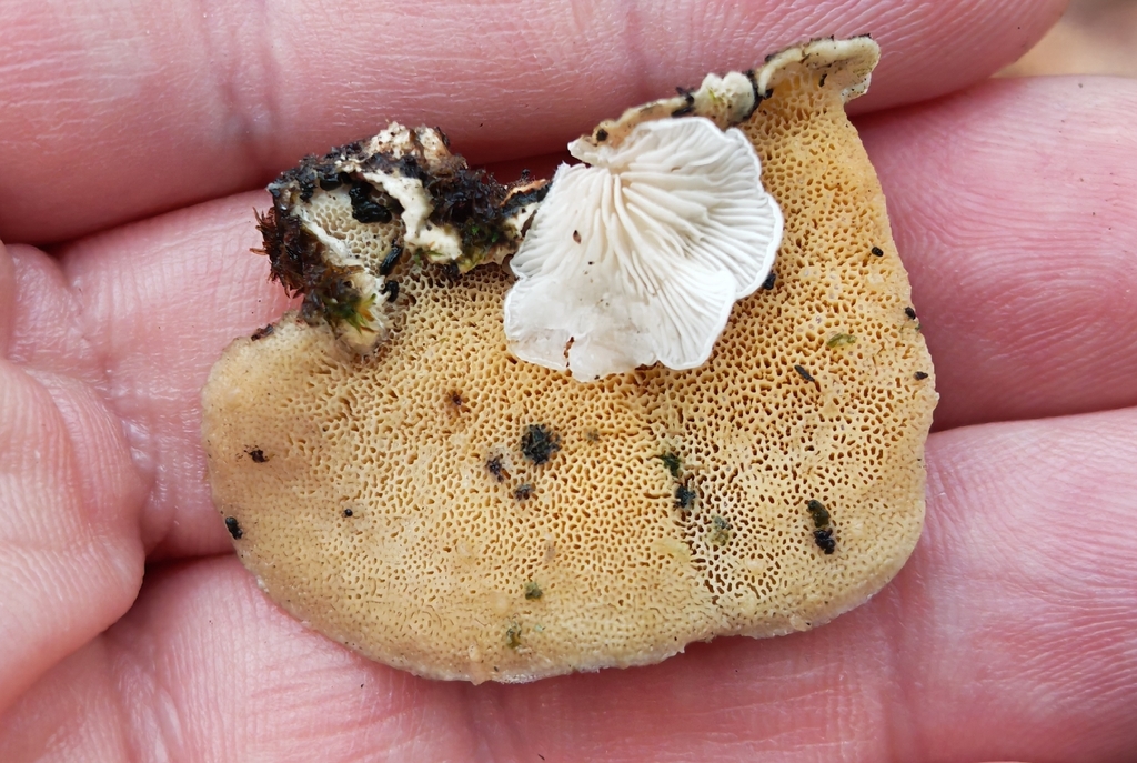 Trametes hirsuta · November 2025 · photo: © p_andrey (iNaturalist, cc-by-nc)