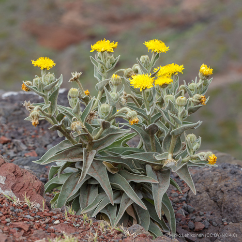 Andryala glandulosa Lam.