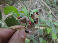 Rhynchosia precatoria