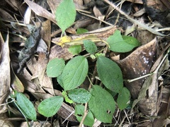 Boehmeria pilosiuscula