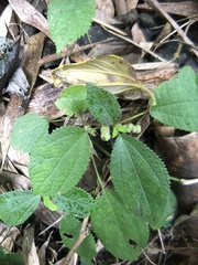 Boehmeria pilosiuscula