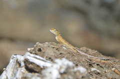 Calotes versicolor