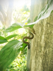 Oligodon taeniolatus