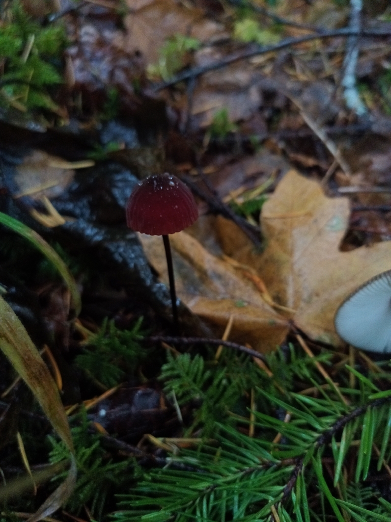 Marasmius plicatulus · November 2025 · photo: © kierstinthomp (iNaturalist, cc-by)