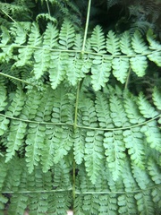 Dennstaedtia scandens