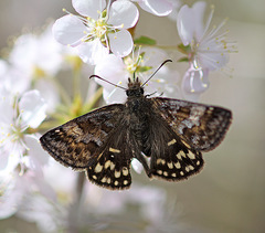Erynnis montanus