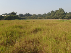 Hemarthria compressa