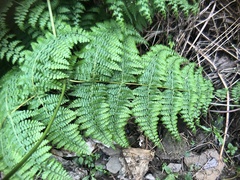 Dennstaedtia scandens