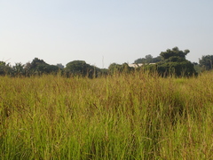 Hemarthria compressa