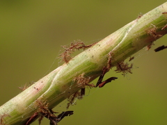 Hemarthria compressa