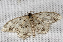 Idaea contiguaria