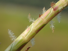 Hemarthria compressa