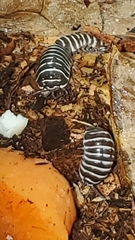 Armadillidium maculatum