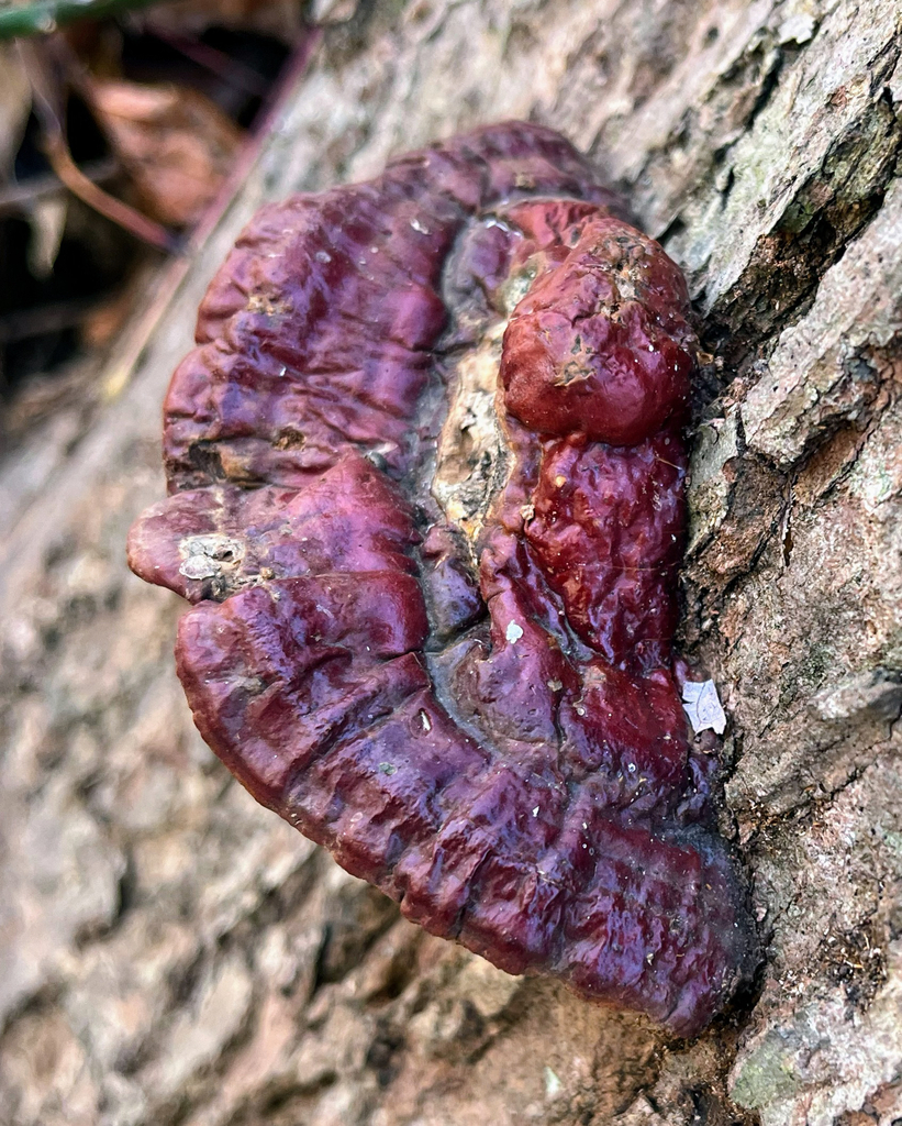 Ganoderma sessile · November 2025 · photo: © motherearthsfeathers (iNaturalist, cc-by)
