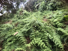Dennstaedtia scandens