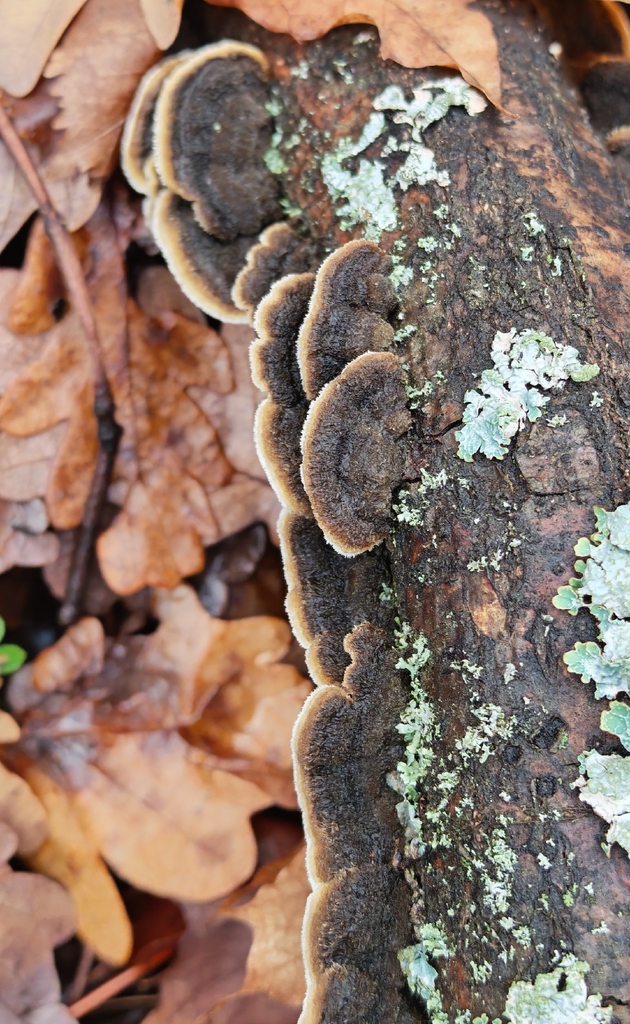 Porostereum spadiceum · November 2025 · photo: © p_andrey (iNaturalist, cc-by-nc)