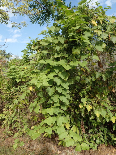 Passiflora vesicaria