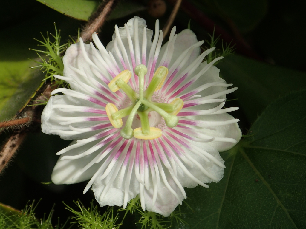 Passiflora vesicaria