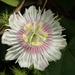 Passiflora vesicaria - Photo no rights reserved, uploaded by 葉子