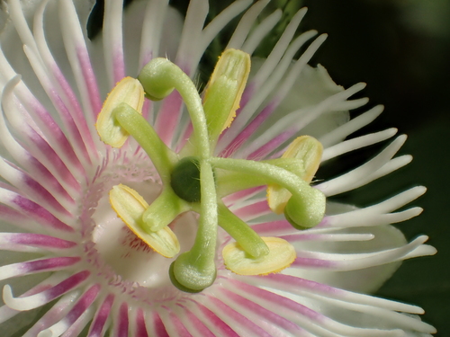 Passiflora vesicaria