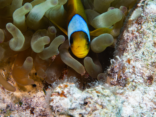 Amphiprion bicinctus