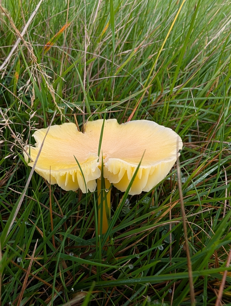 Hygrocybe chlorophana · November 2025 · photo: © ianwright1970 (iNaturalist, cc-by)